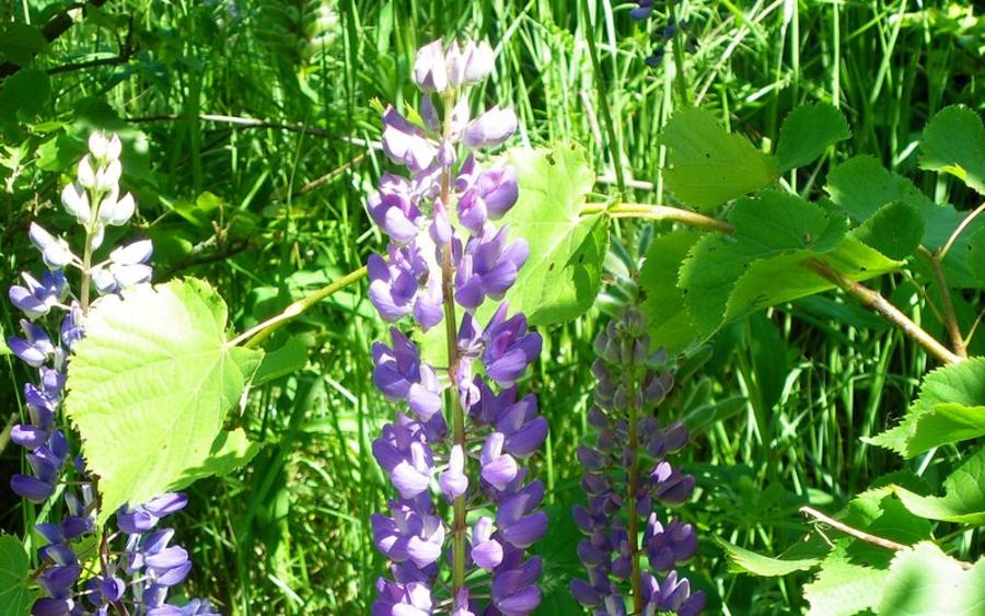 Wildwuchs, Bildquelle: josupewo/pixelio.de