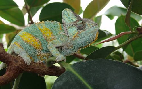 Chameleon - © Sebastian Karkus - pixelio.de