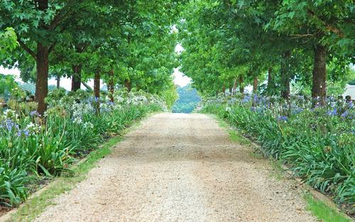 Waldweg-Dominic Morel-sxc