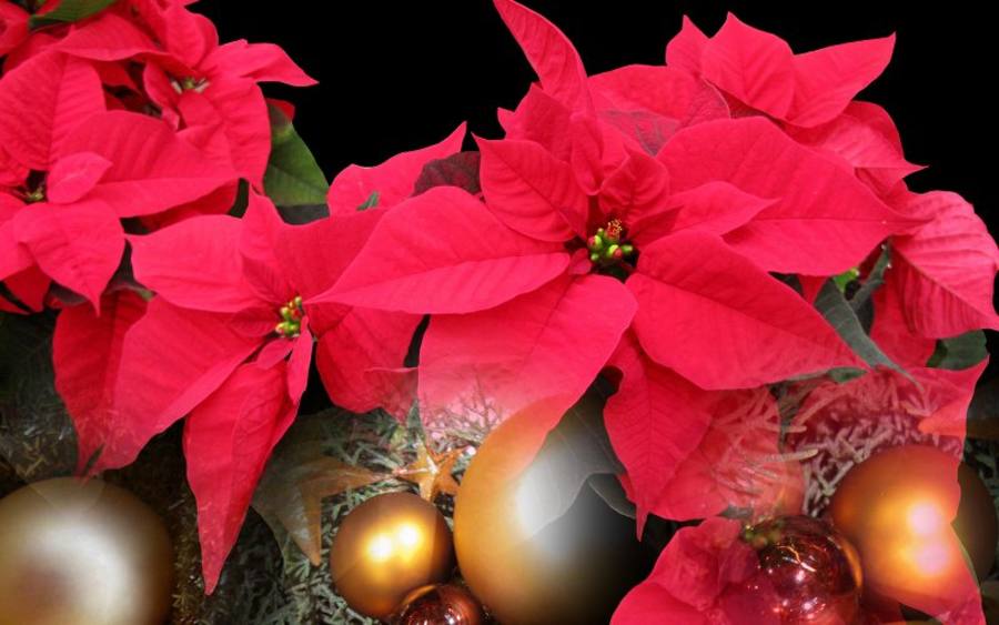 Weihnachtsstern - © Joujou - pixelio.de