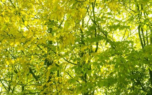 Energiemanagement mit Greentelligence