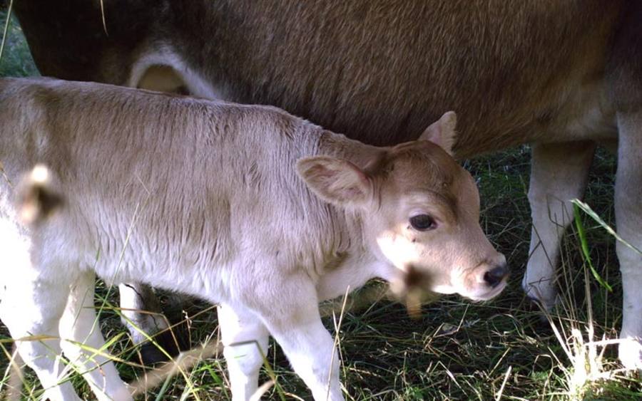 Infor-Lösungen für die Jungtierfütterung