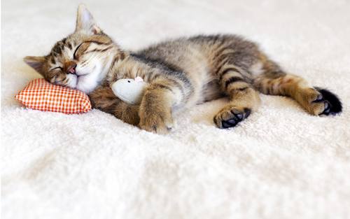 Katze am schlafen