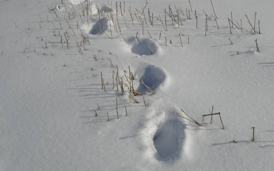 Spuren im Schnee, Bildquelle: Heike Strempel/pixelio.de
