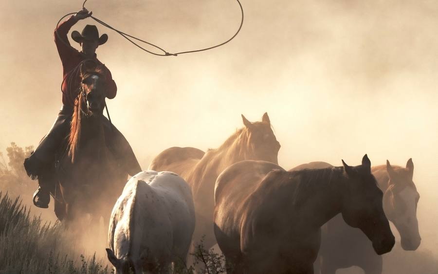 Cowboy mit Pferden