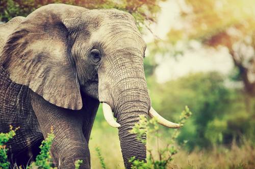 Ein Elefant im Dschungel