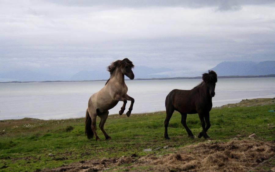 Island-Ponys