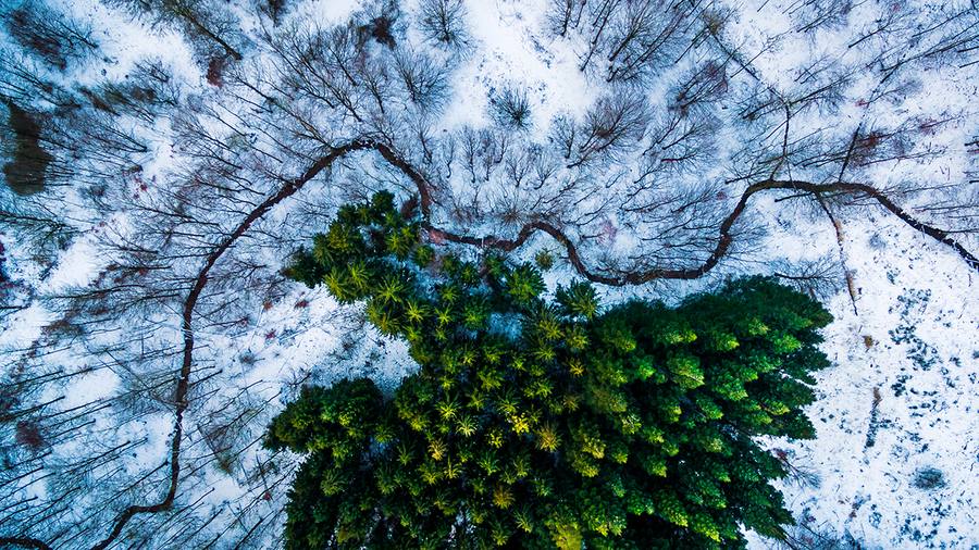 Kalbyris forest, Denmark / mbernholdt