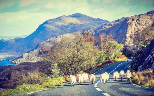 In Irland hütet ein Bauer seine Schafe mithilfe einer Drohne und auch Medikamente wurde probeweise bereits per Luft ausgeliefert.