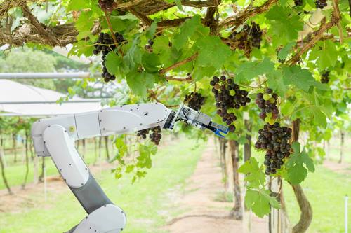 Roboter bei der Weinernte