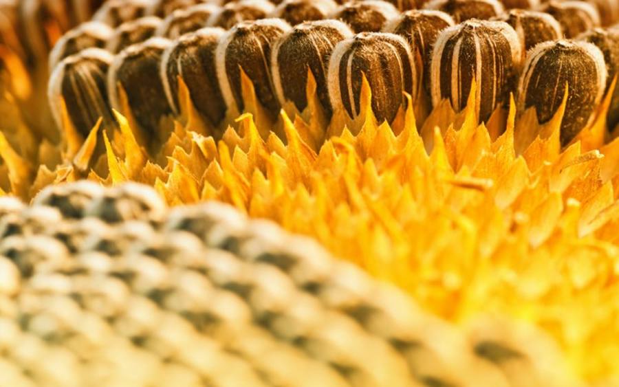 Sonnenblumenkerne, Bildquelle: Thinkstock/iStockphoto
