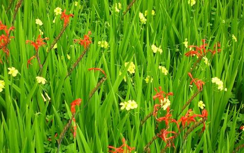Wildwuchs, Bildquelle: © Ute Bibow/pixelio.de