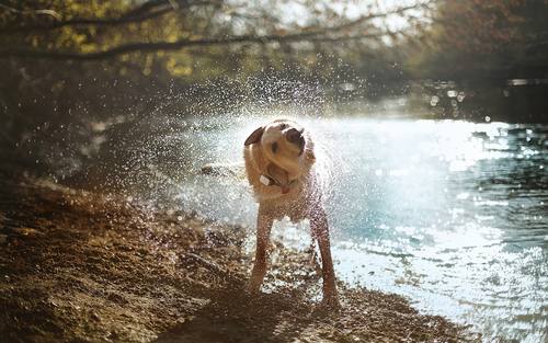 Der GPS-Tracker V-Pet ist laut Vodafone leicht, robust und wasserfest.