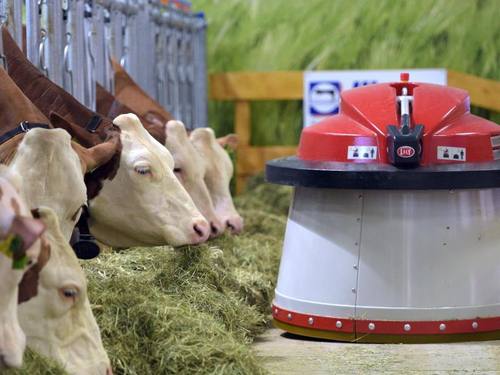 Kühe werden inzwischen von Futterroboter wie dieser versorgt und Melkroboter sind inzwischen auch üblich. Foto: Rainer Jensen