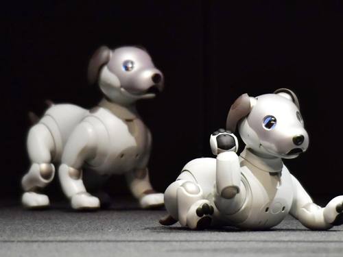 Die neue Version des Roboterhundes Aibo passt dank künstlicher Intelligenz sein Verhalten an die Reaktionen der Menschen an. Foto: Kyodo/dpa