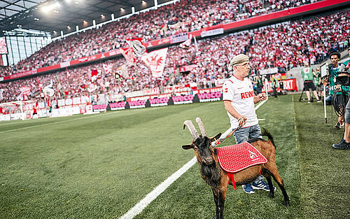 1.FC Köln Stadion Hennes Geißbock