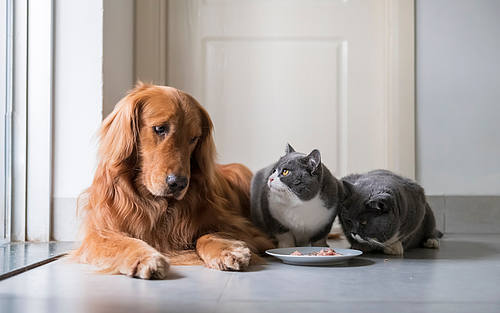 Hund und zwei Katzen beim Fressen