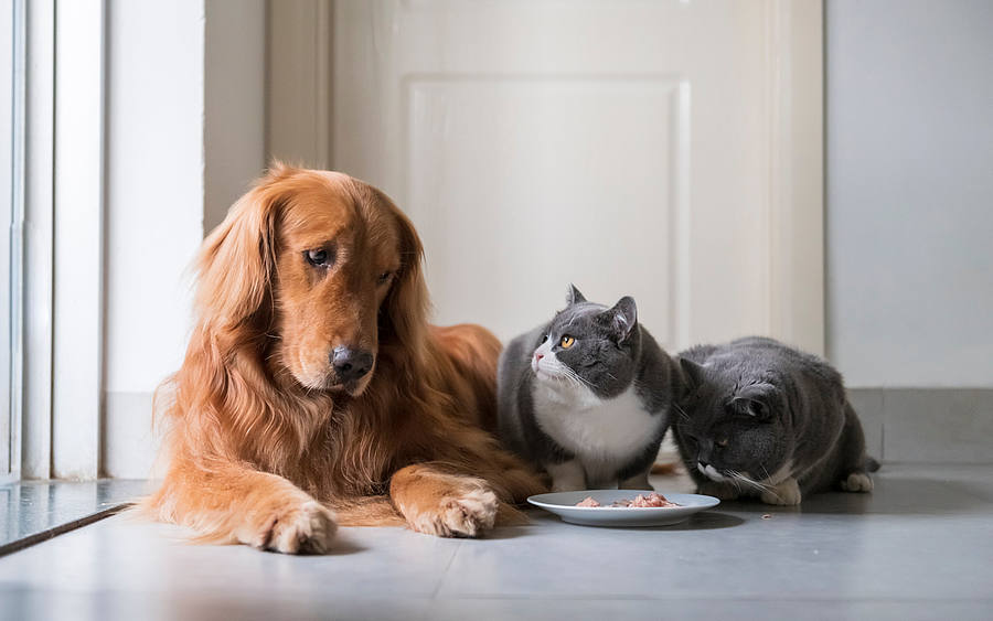 Hund und zwei Katzen beim Fressen
