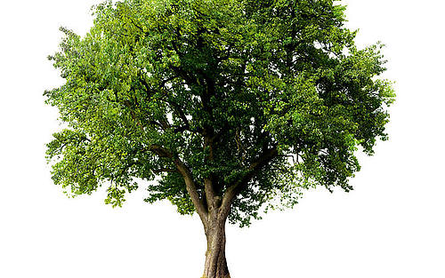 Baum