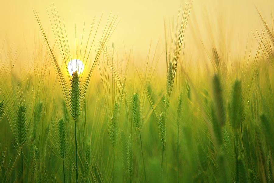 Kornfeld im Sonnenlicht