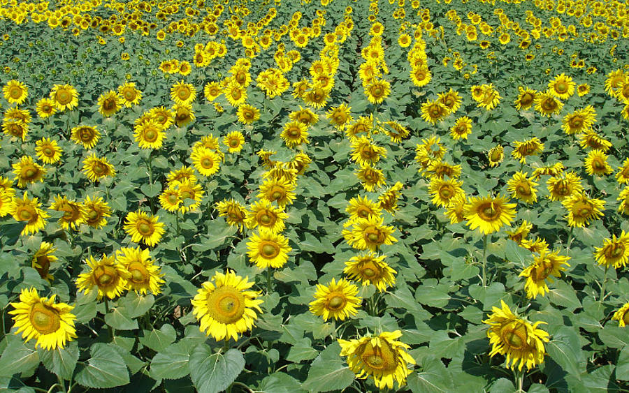 Feld mit blühenden Sonnenblumen